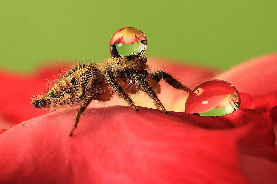 Фотография: Умилительные пауки в шапочках из воды №7 - BigPicture.ru