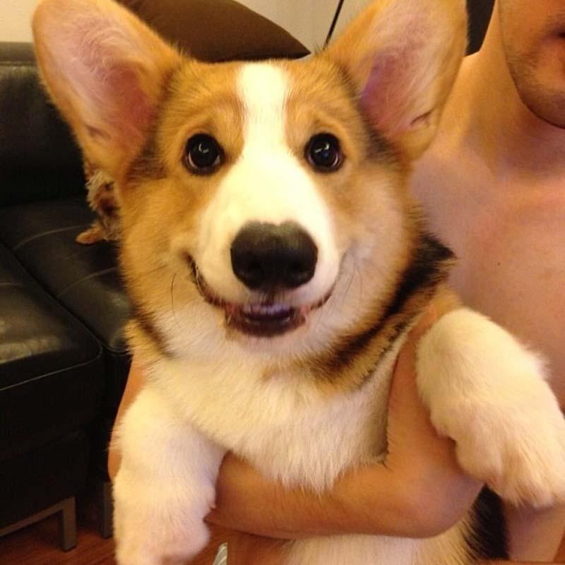 Фотография: Самая эмоциональная собака на Instagram №2 - BigPicture.ru