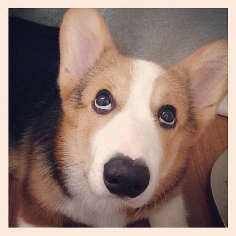 Фотография: Самая эмоциональная собака на Instagram №11 - BigPicture.ru