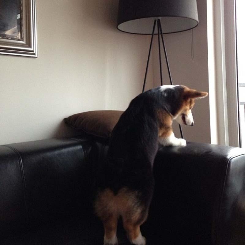 Фотография: Самая эмоциональная собака на Instagram №12 - BigPicture.ru