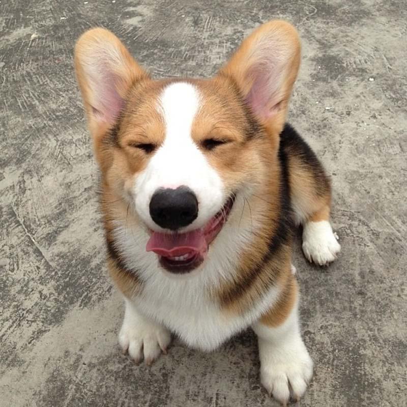 Фотография: Самая эмоциональная собака на Instagram №15 - BigPicture.ru