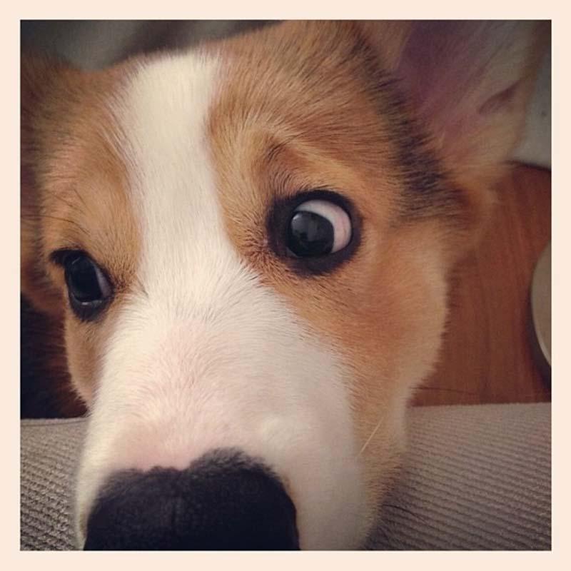 Фотография: Самая эмоциональная собака на Instagram №6 - BigPicture.ru