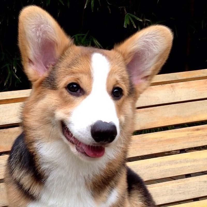 Фотография: Самая эмоциональная собака на Instagram №9 - BigPicture.ru