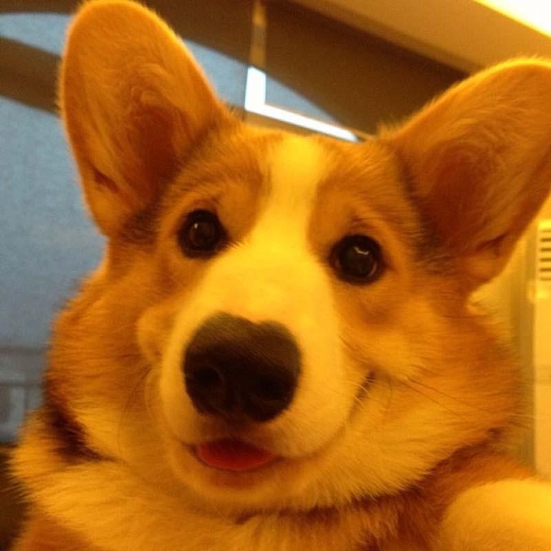 Фотография: Самая эмоциональная собака на Instagram №10 - BigPicture.ru