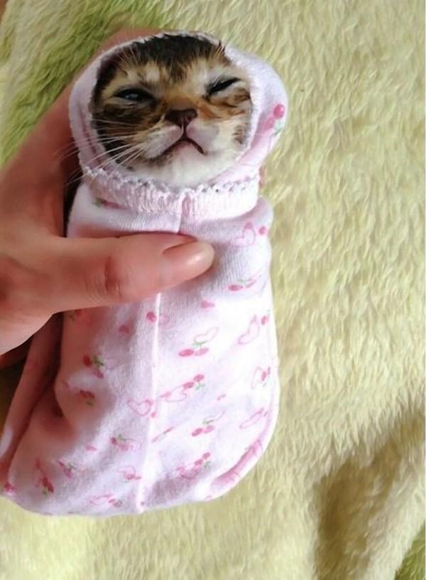 Фотография: Самая трогательная история котенка с печальным концом №6 - BigPicture.ru