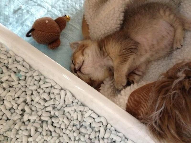 Фотография: Самая трогательная история котенка с печальным концом №12 - BigPicture.ru