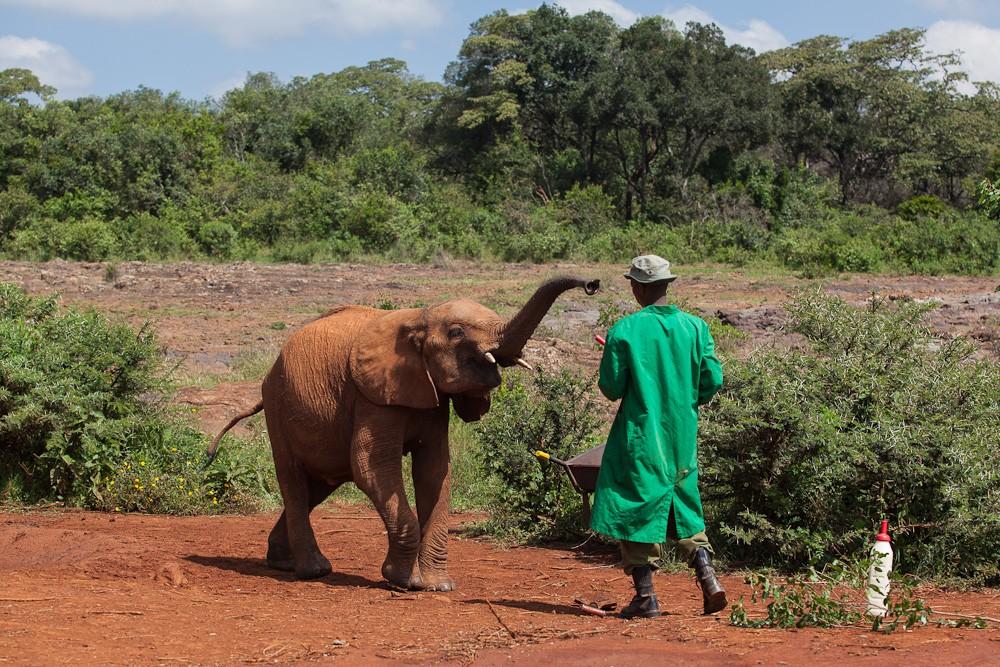 Фотография: Слоновий приют в Кении №4 - BigPicture.ru