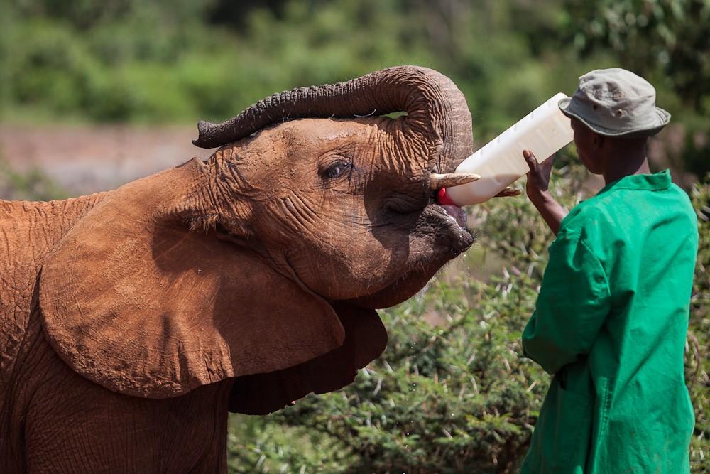 Фотография: Слоновий приют в Кении №5 - BigPicture.ru