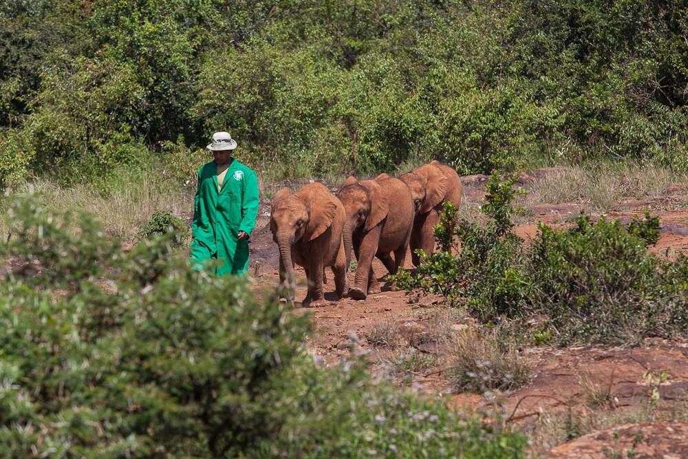 Фотография: Слоновий приют в Кении №8 - BigPicture.ru