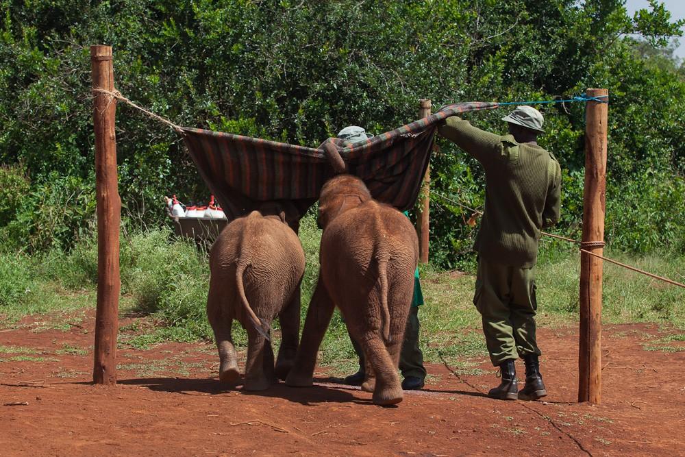 Фотография: Слоновий приют в Кении №10 - BigPicture.ru