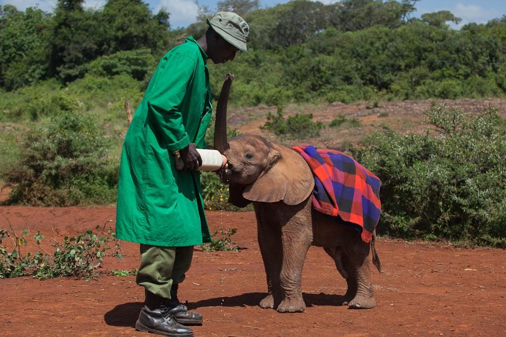 Фотография: Слоновий приют в Кении №11 - BigPicture.ru