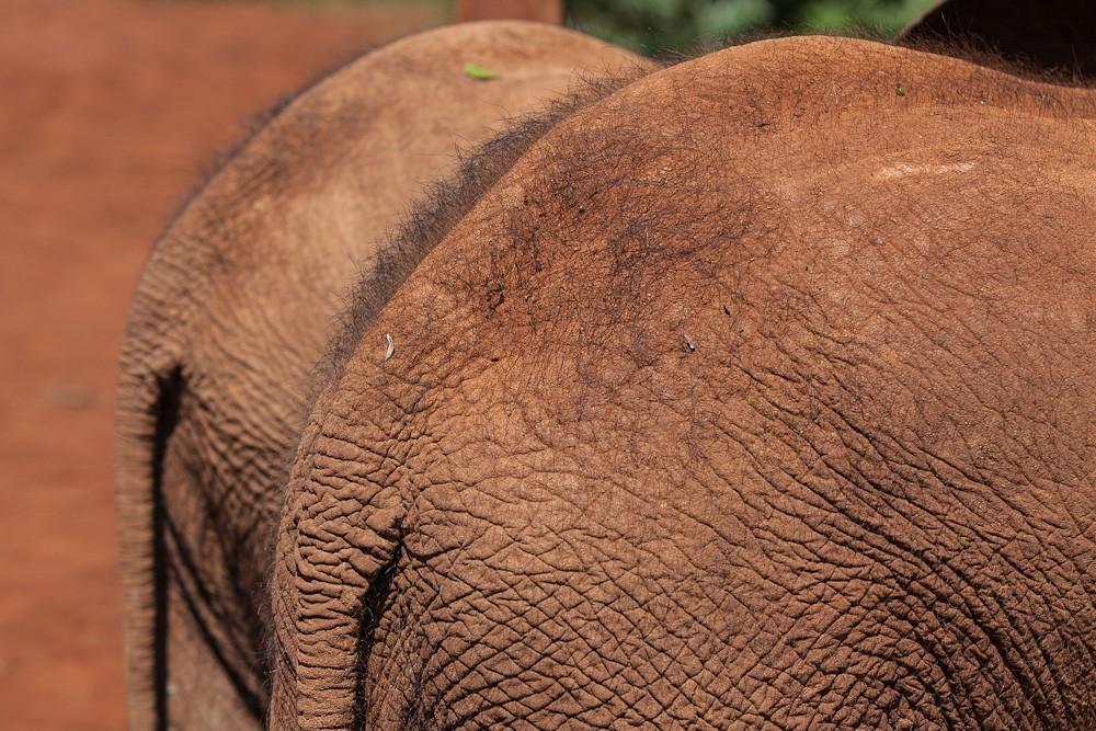 Фотография: Слоновий приют в Кении №12 - BigPicture.ru