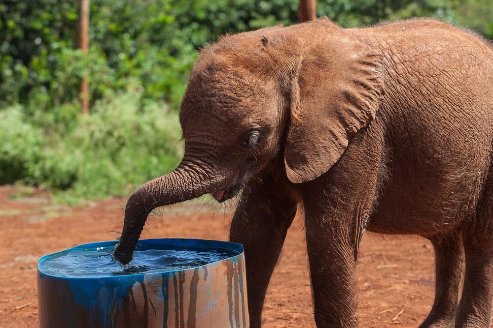 Фотография: Слоновий приют в Кении №13 - BigPicture.ru