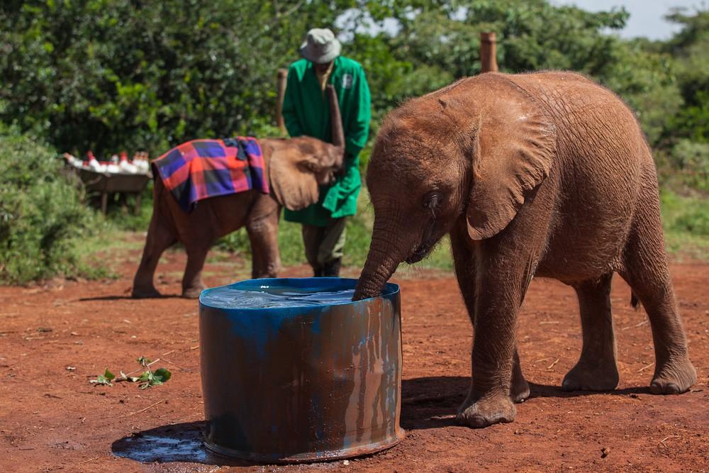 Фотография: Слоновий приют в Кении №14 - BigPicture.ru
