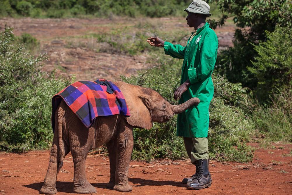 Фотография: Слоновий приют в Кении №15 - BigPicture.ru