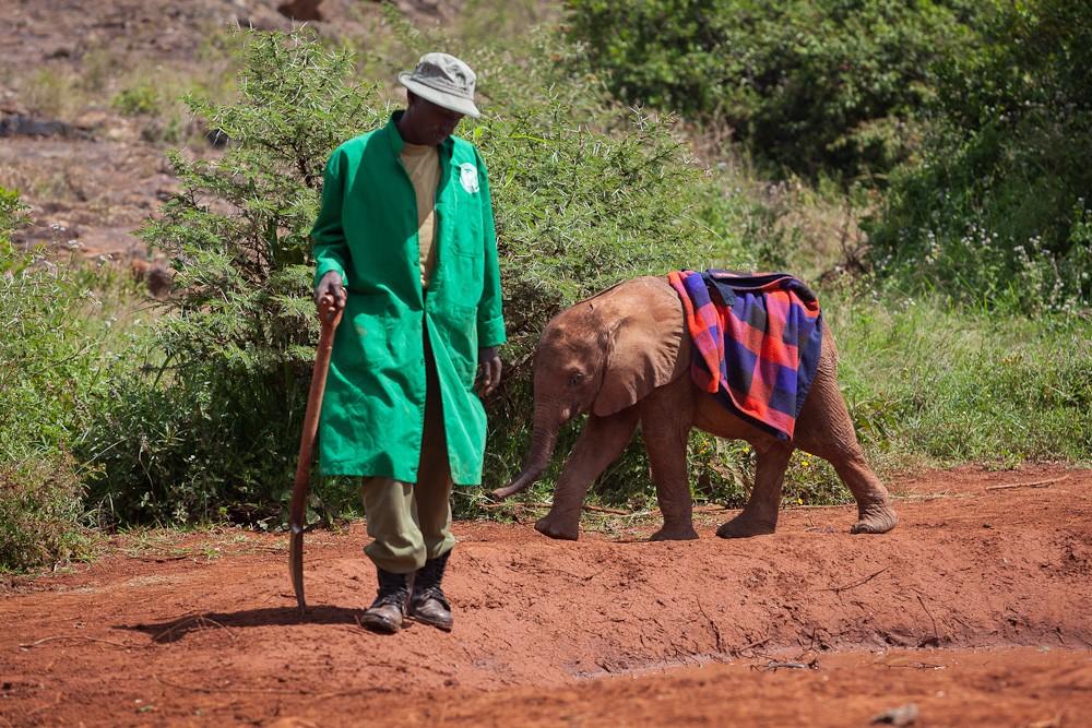 Фотография: Слоновий приют в Кении №17 - BigPicture.ru