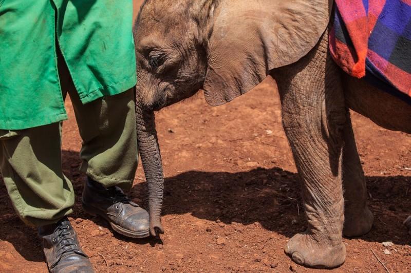 Фотография: Слоновий приют в Кении №1 - BigPicture.ru