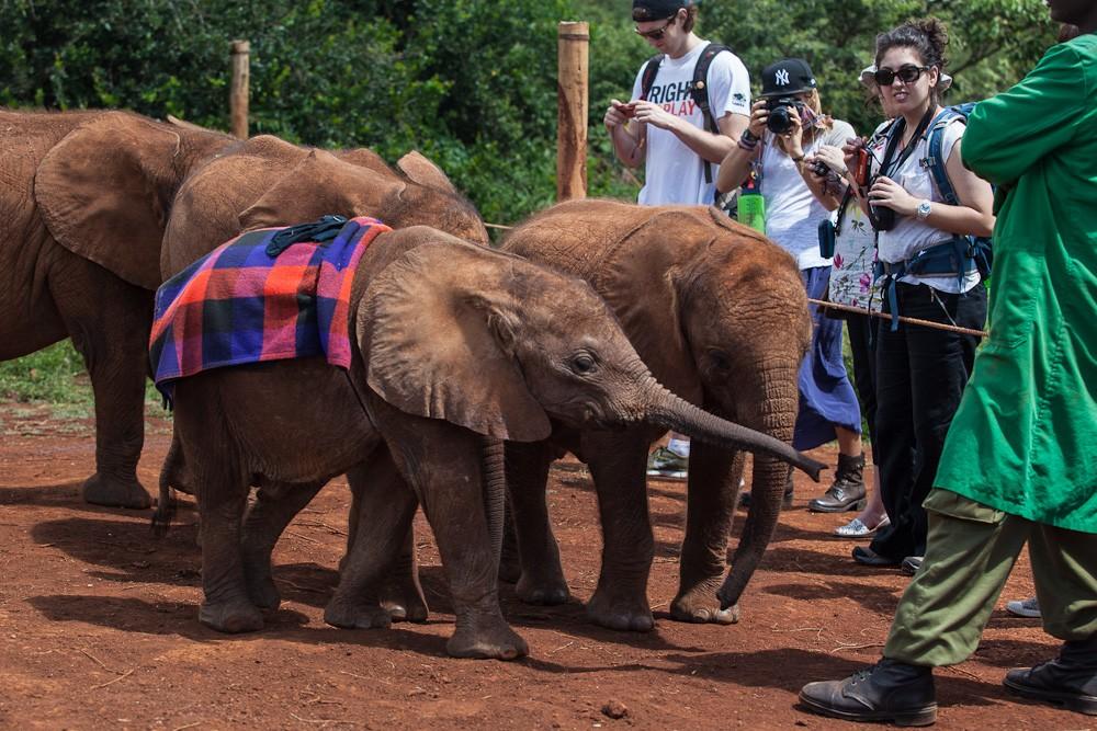 Фотография: Слоновий приют в Кении №20 - BigPicture.ru