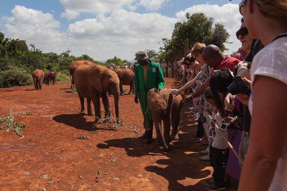 Фотография: Слоновий приют в Кении №21 - BigPicture.ru