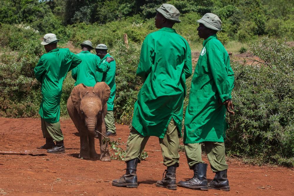 Фотография: Слоновий приют в Кении №22 - BigPicture.ru