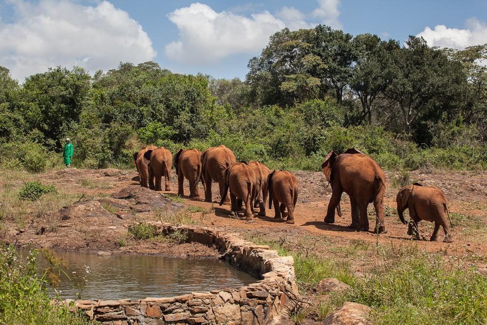 Фотография: Слоновий приют в Кении №23 - BigPicture.ru