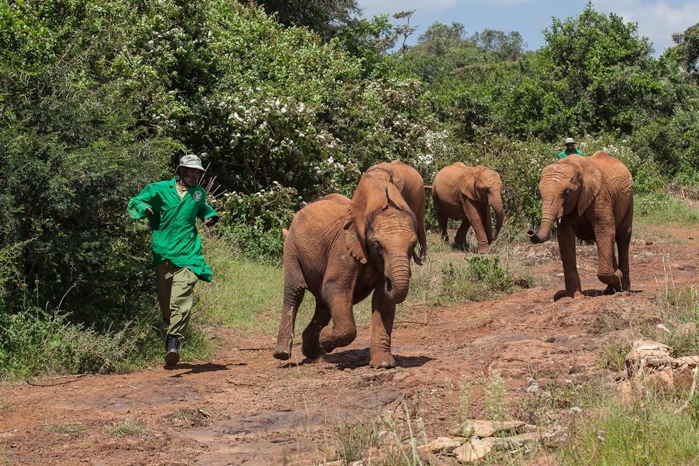 Фотография: Слоновий приют в Кении №25 - BigPicture.ru