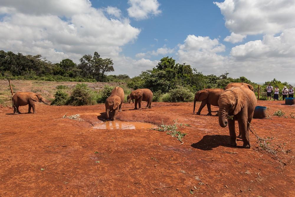 Фотография: Слоновий приют в Кении №26 - BigPicture.ru