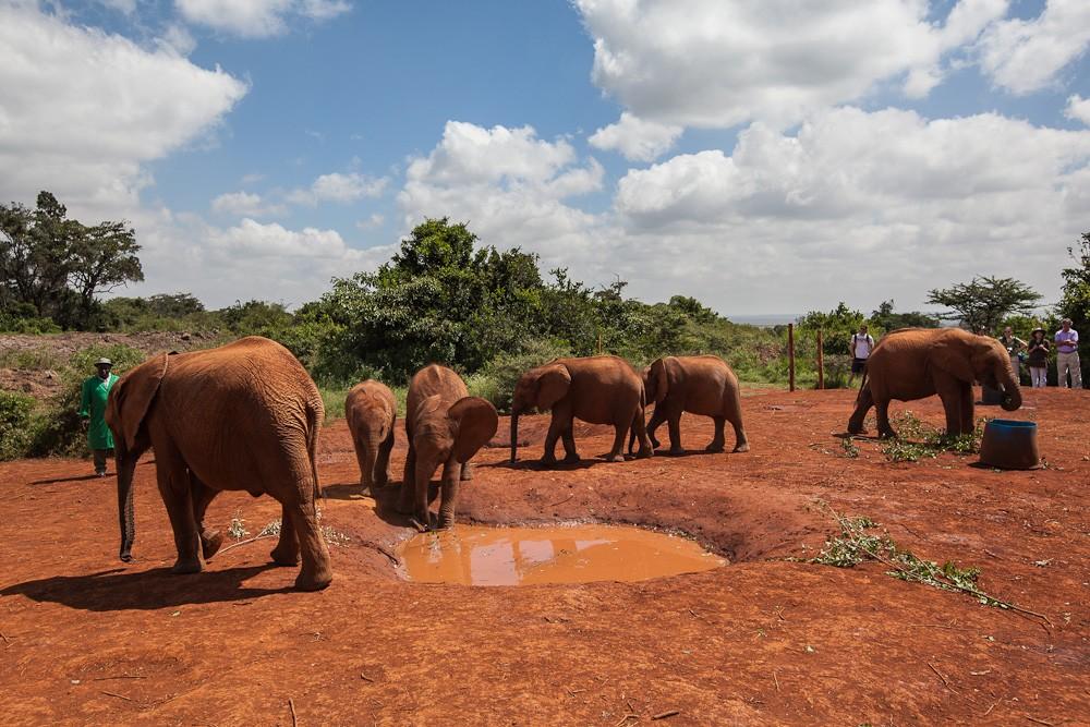 Фотография: Слоновий приют в Кении №27 - BigPicture.ru