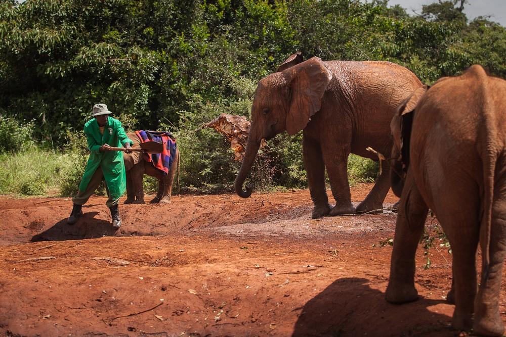 Фотография: Слоновий приют в Кении №28 - BigPicture.ru