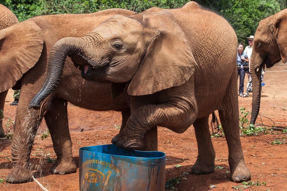 Фотография: Слоновий приют в Кении №29 - BigPicture.ru