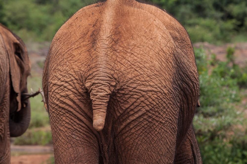Фотография: Слоновий приют в Кении №31 - BigPicture.ru