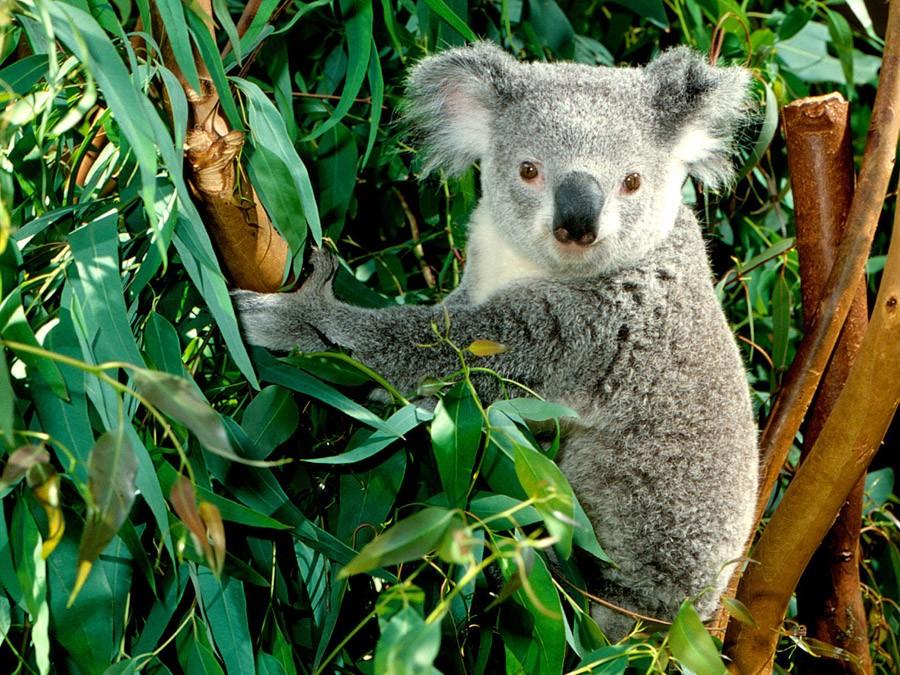 Фотография: Самые удивительные факты о коалах №2 - BigPicture.ru