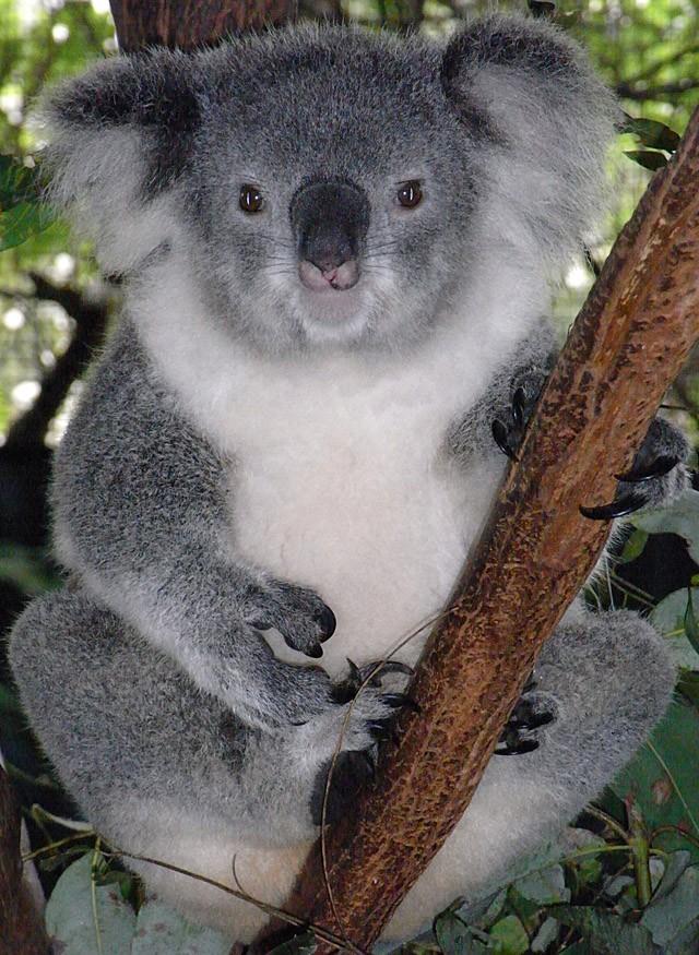 Фотография: Самые удивительные факты о коалах №4 - BigPicture.ru