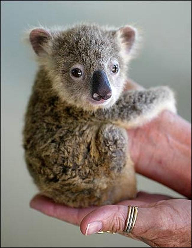 Фотография: Самые удивительные факты о коалах №5 - BigPicture.ru
