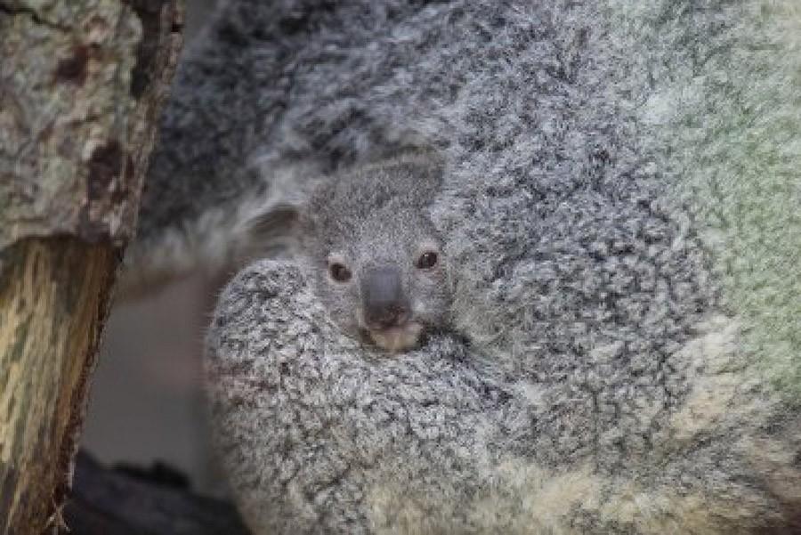 Фотография: Самые удивительные факты о коалах №6 - BigPicture.ru
