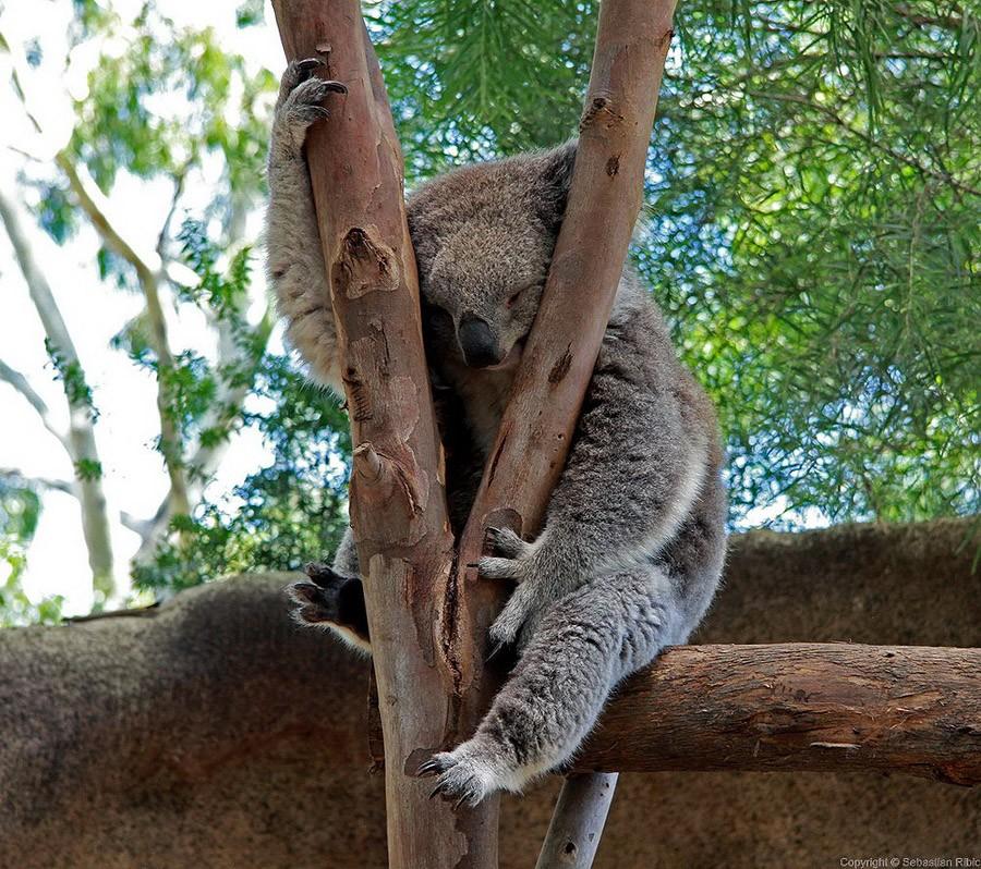 Фотография: Самые удивительные факты о коалах №8 - BigPicture.ru
