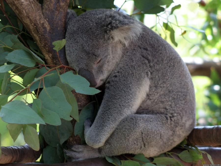 Фотография: Самые удивительные факты о коалах №11 - BigPicture.ru