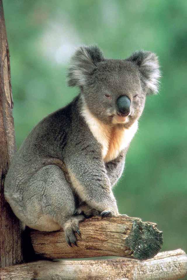 Фотография: Самые удивительные факты о коалах №12 - BigPicture.ru