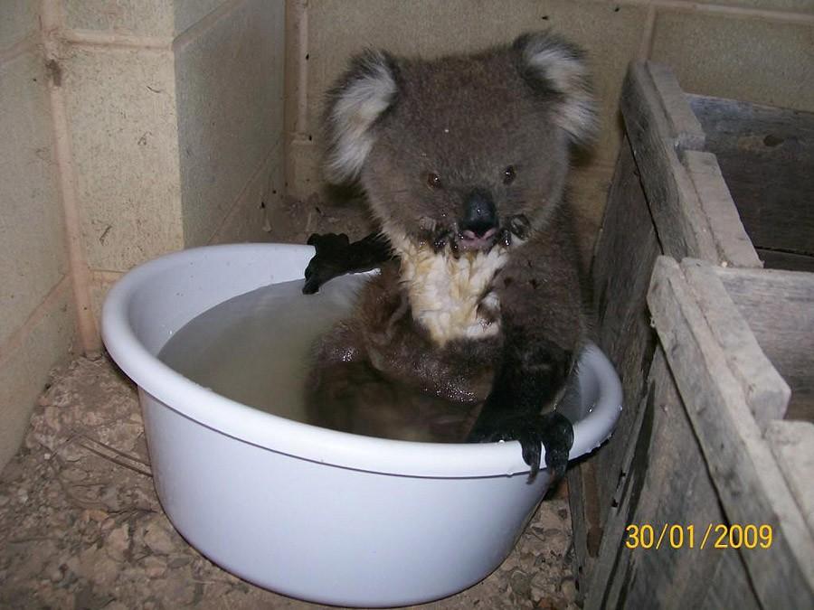 Фотография: Самые удивительные факты о коалах №14 - BigPicture.ru