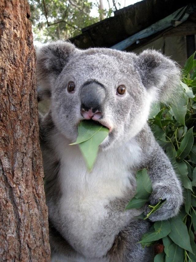 Фотография: Самые удивительные факты о коалах №16 - BigPicture.ru