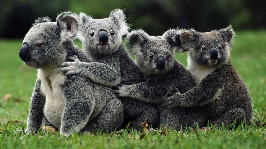 Фотография: Самые удивительные факты о коалах №17 - BigPicture.ru