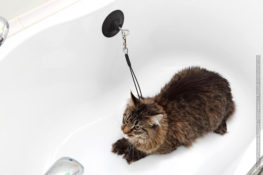 Фотография: Как помыть кошку и остаться в живых №3 - BigPicture.ru