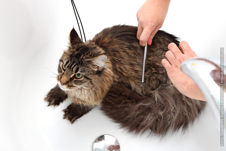 Фотография: Как помыть кошку и остаться в живых №4 - BigPicture.ru