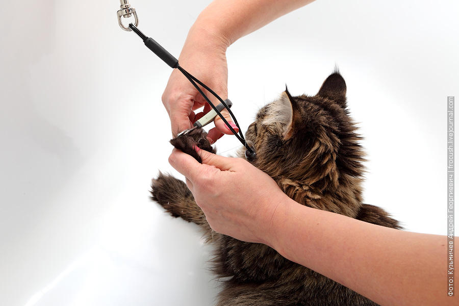 Фотография: Как помыть кошку и остаться в живых №5 - BigPicture.ru