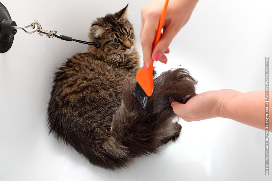 Фотография: Как помыть кошку и остаться в живых №7 - BigPicture.ru