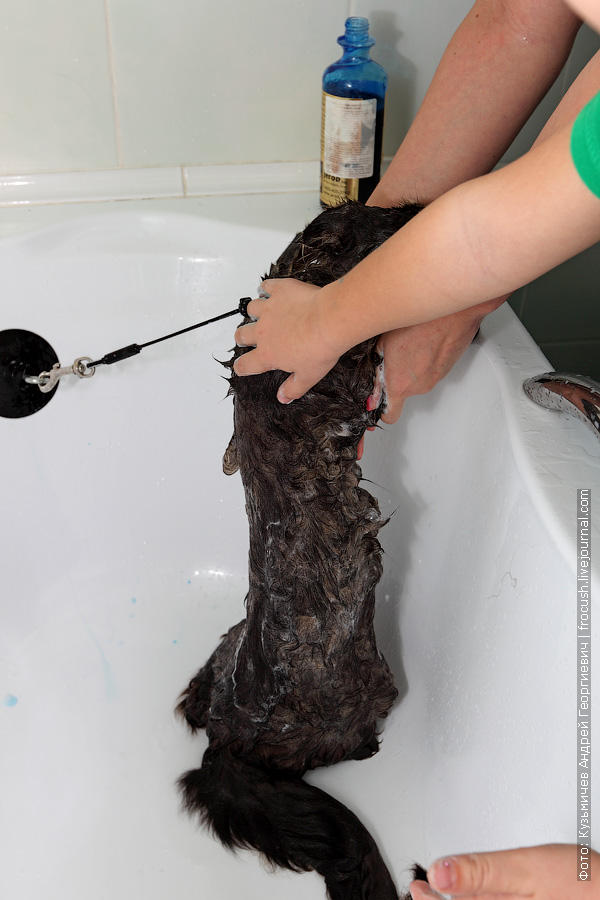 Фотография: Как помыть кошку и остаться в живых №10 - BigPicture.ru