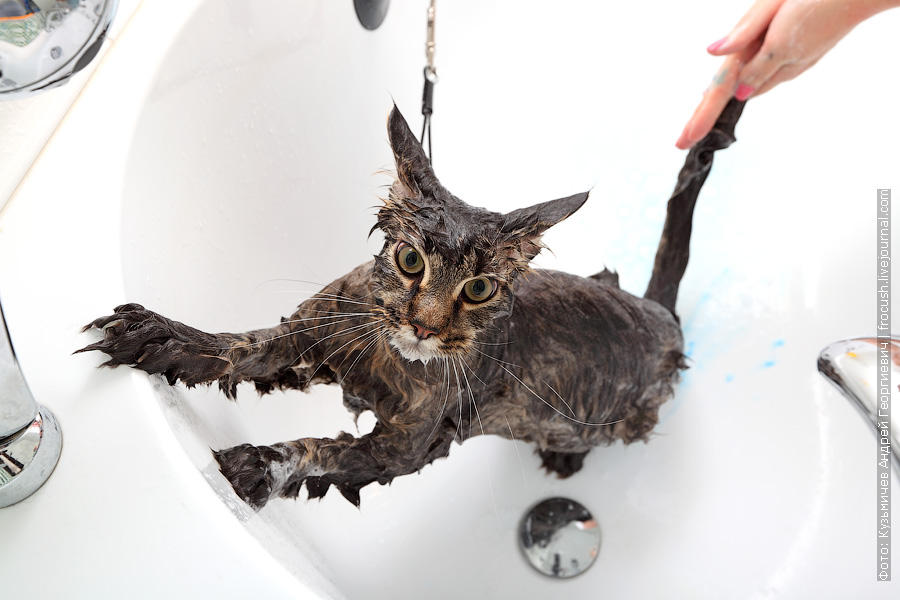 Фотография: Как помыть кошку и остаться в живых №12 - BigPicture.ru