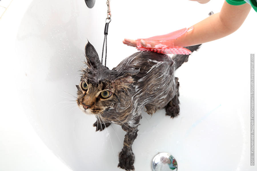 Фотография: Как помыть кошку и остаться в живых №13 - BigPicture.ru