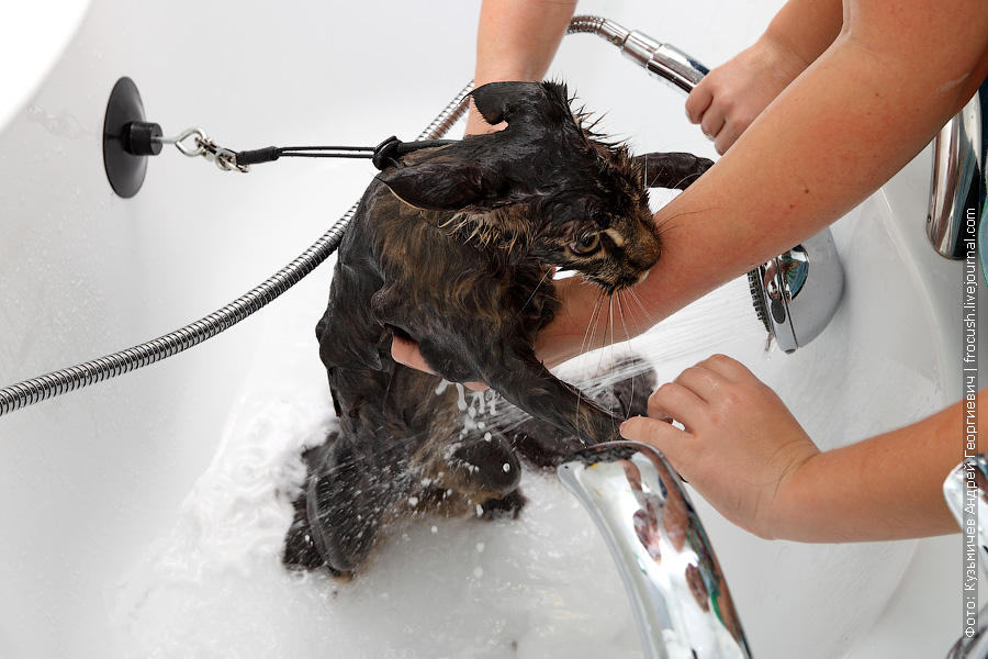 Фотография: Как помыть кошку и остаться в живых №16 - BigPicture.ru