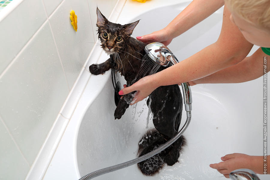 Фотография: Как помыть кошку и остаться в живых №18 - BigPicture.ru